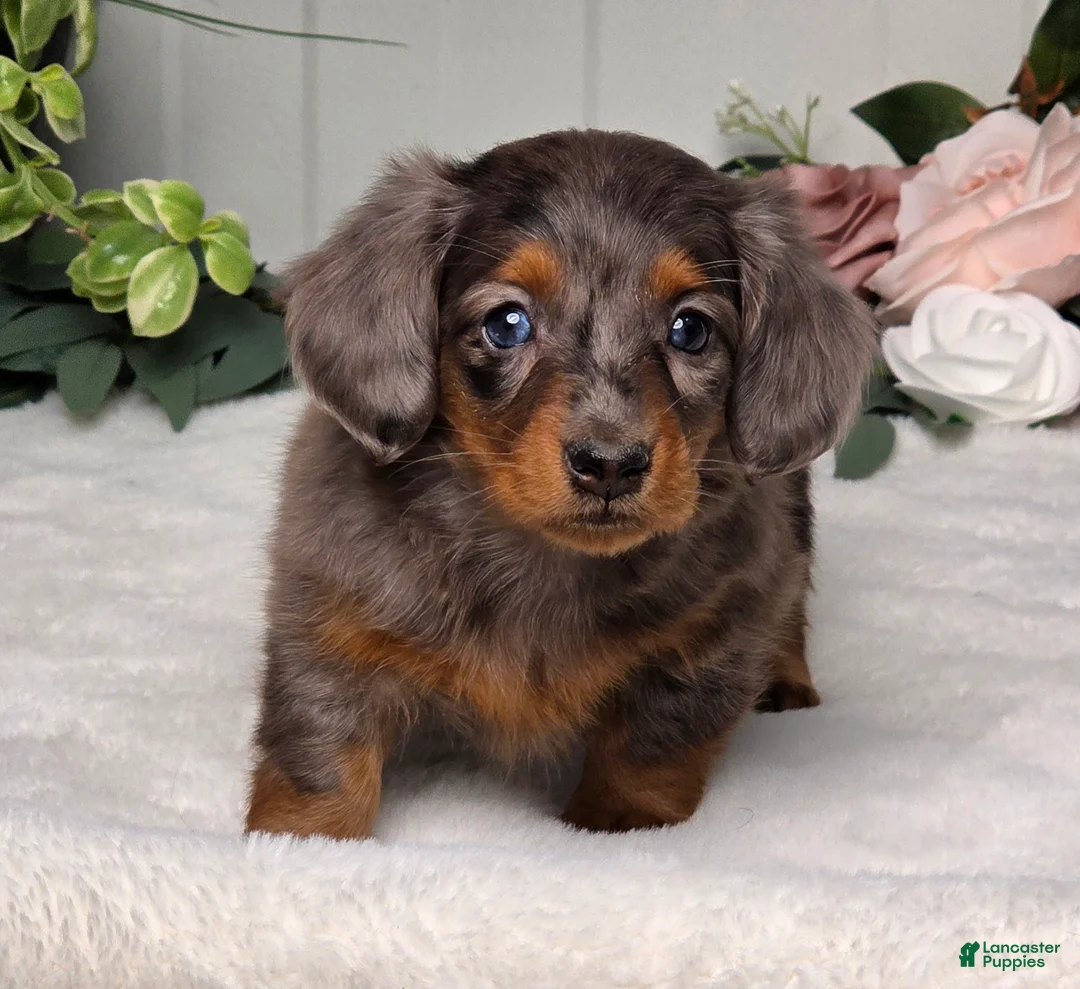 Miniature Dachshund dogs for sale: Jasmine - Ad 3