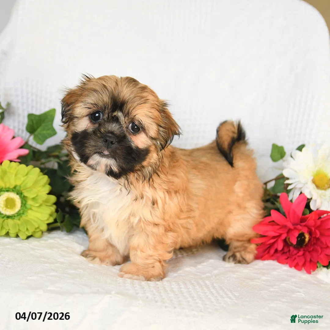 Shih Tzu dogs for sale: Ivy - Ad 1