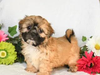 Shih Tzu dogs for sale: Ivy - Ad 3
