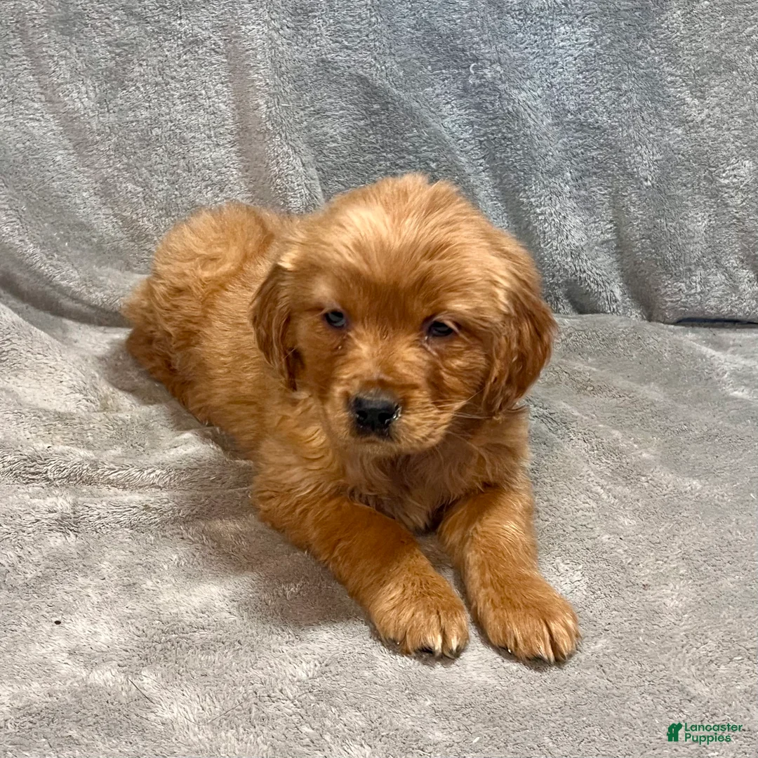 Golden Retriever dogs for sale: Rory - Ad 2