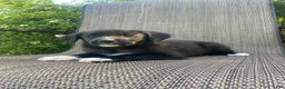 Mixed Breed dogs for sale: Prince - Ad 4