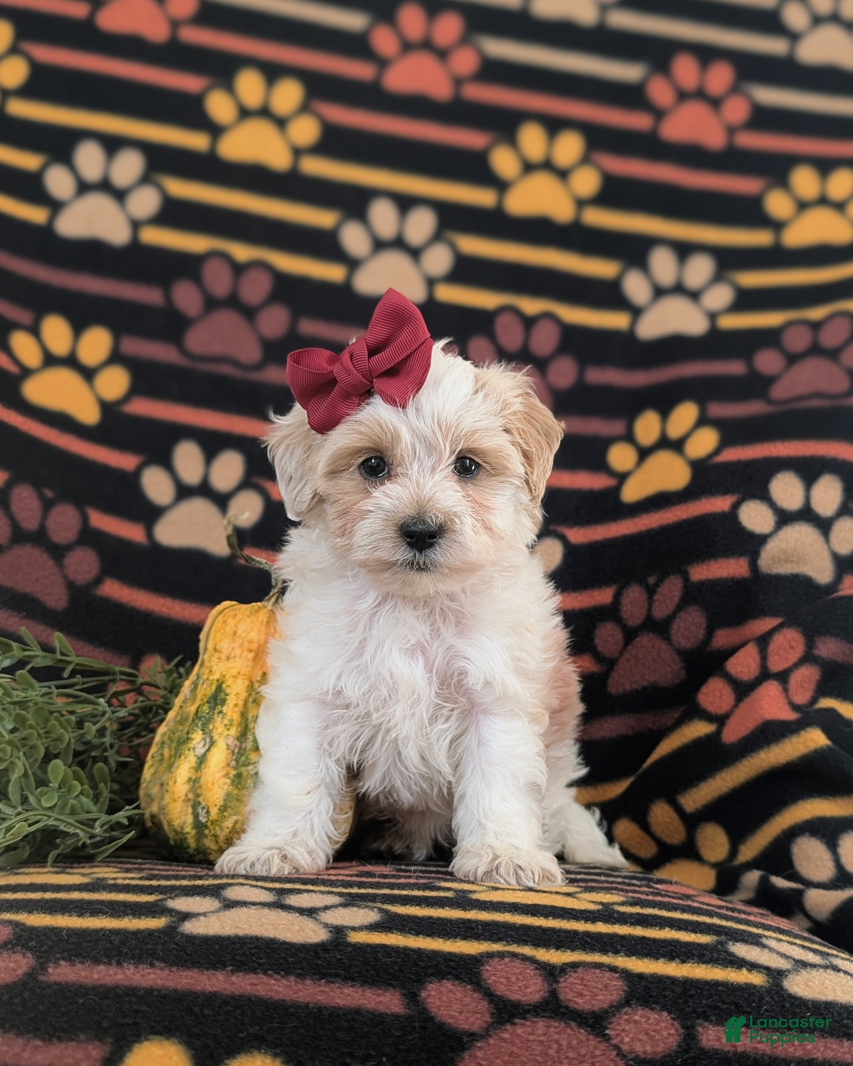Maltipoo dogs for sale: Janie Hypoallergenic - Ad 1