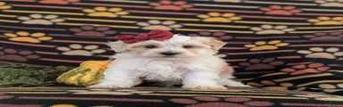 Janie Hypoallergenic