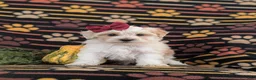 Maltipoo dogs for sale: Janie Hypoallergenic - Ad 1