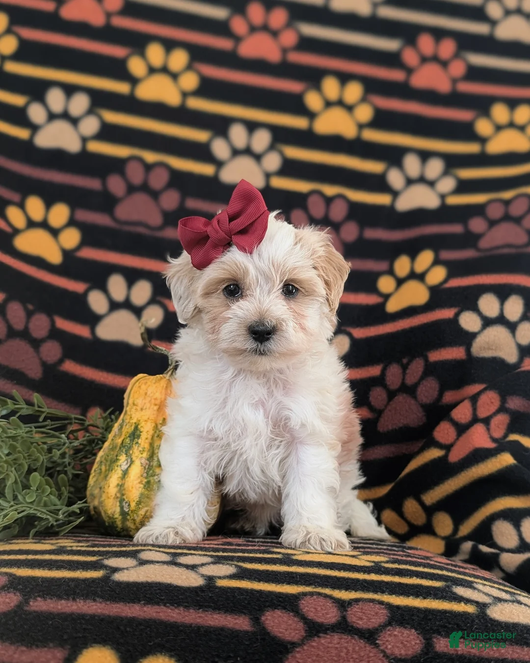 Maltipoo dogs for sale: Janie Hypoallergenic - Ad 1