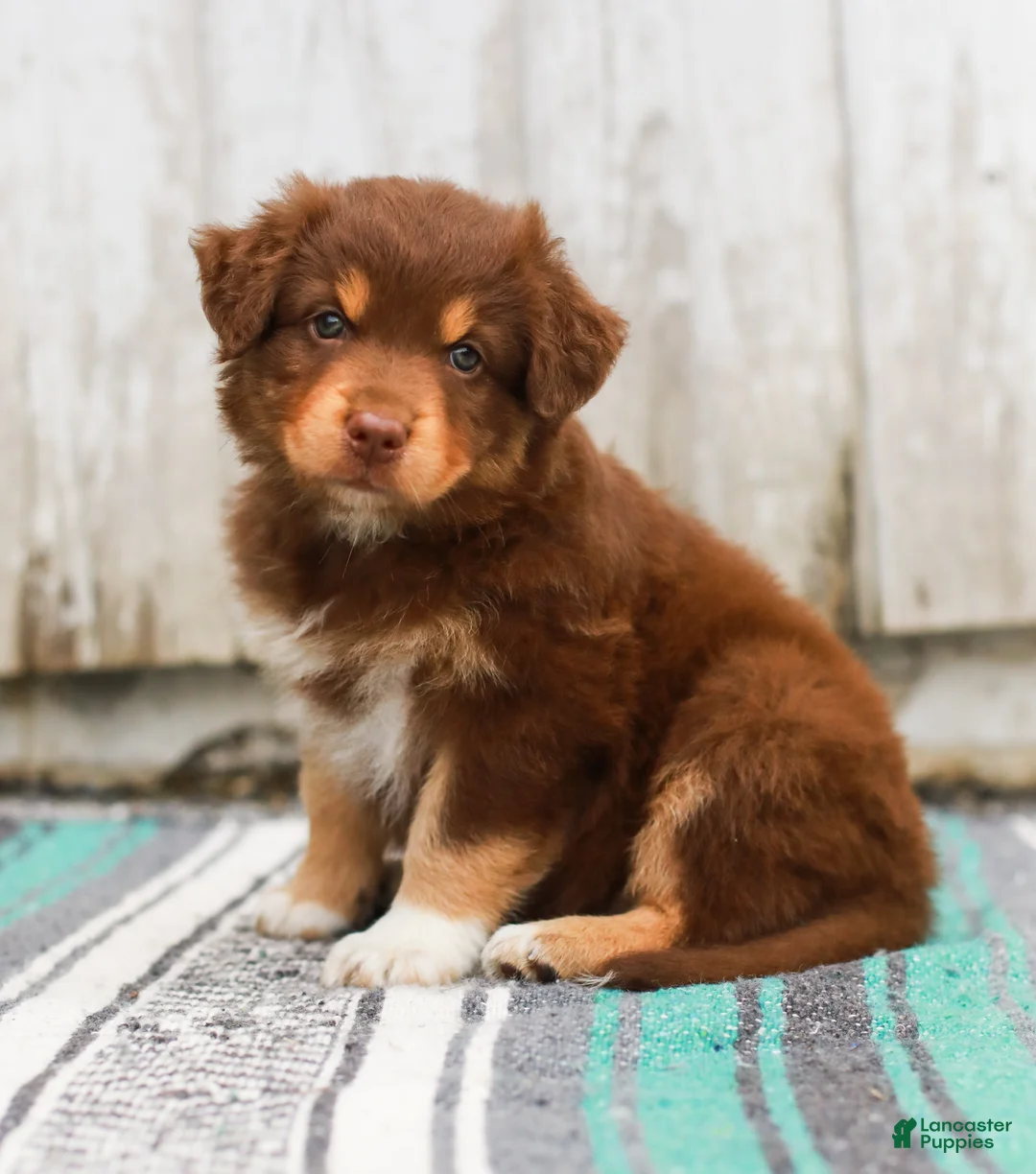 Australian Shepherd dogs for sale: Toffee - Ad 1