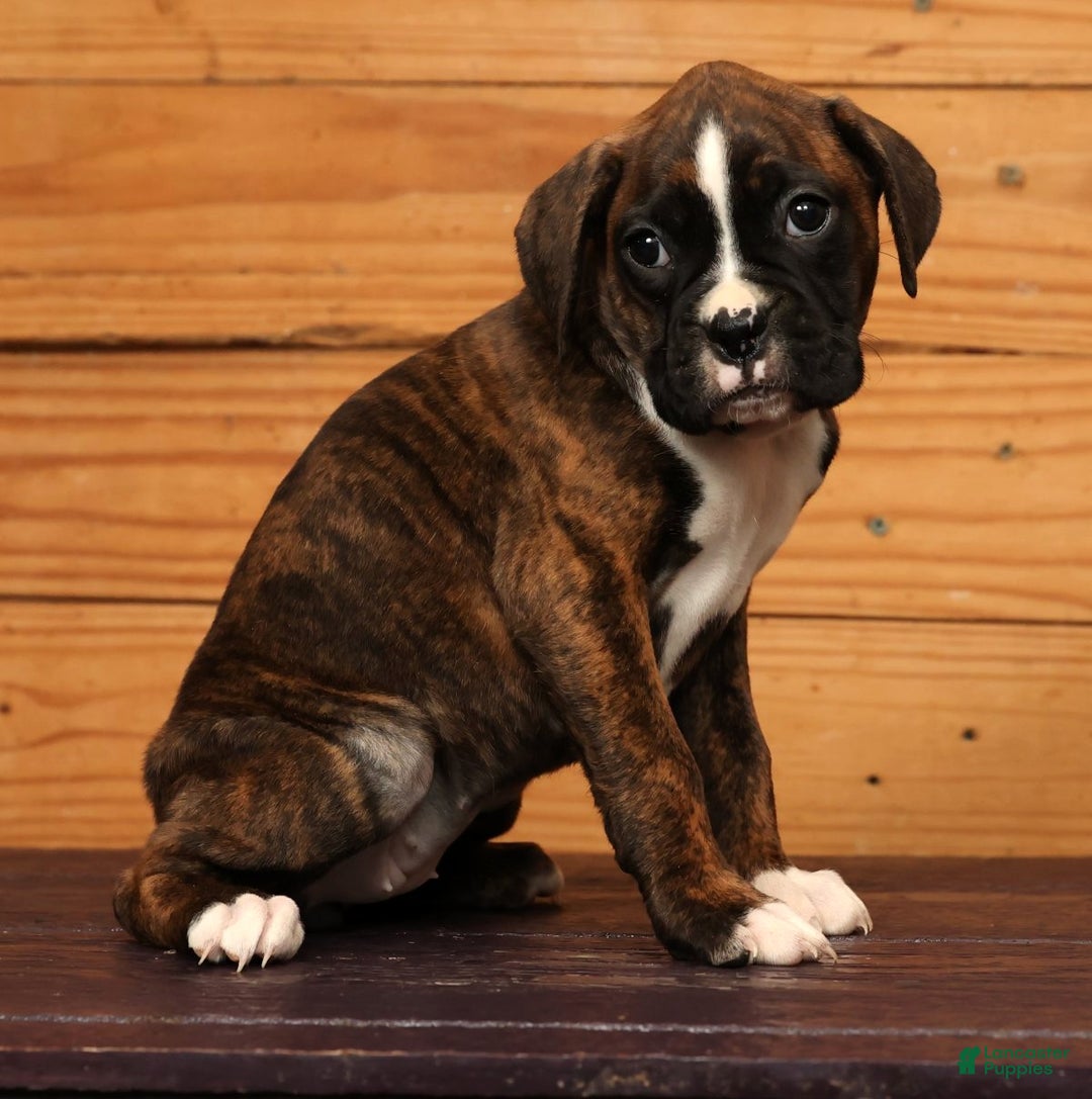 Boxer dogs for sale: Sunny - Ad 4