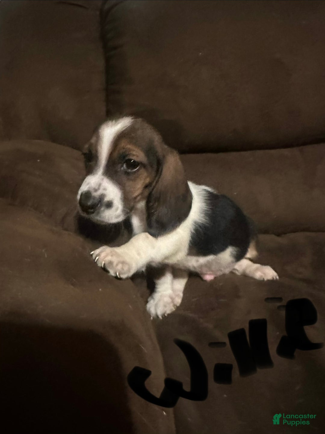 Basset Hound dogs for sale: Willie  - Ad 3