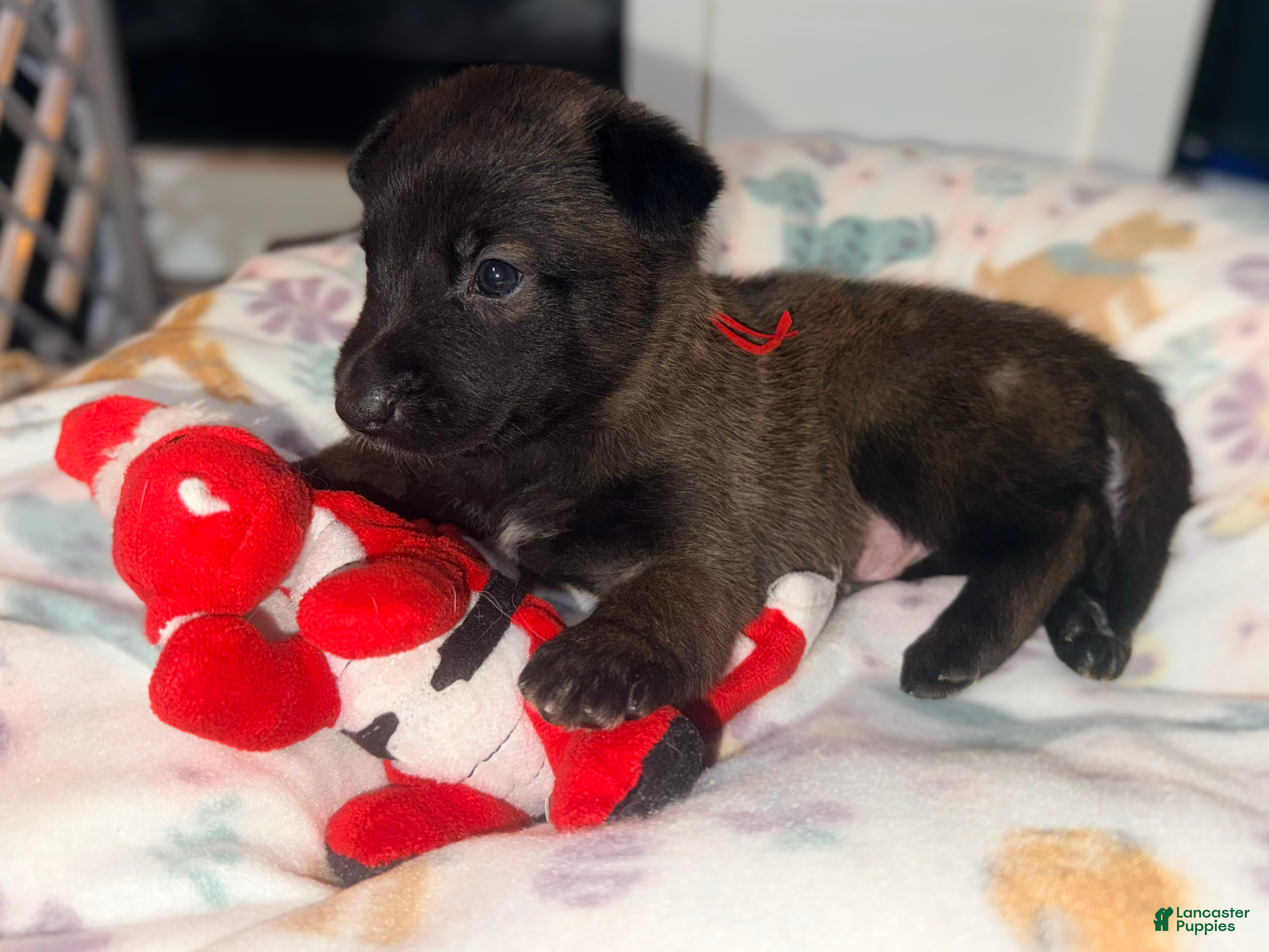 Belgian Malinois dogs Belgian Malinois - Red Collar - Ad 5