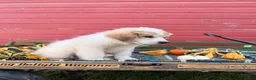 Great Pyrenees dogs for sale: Rhonda - Ad 6