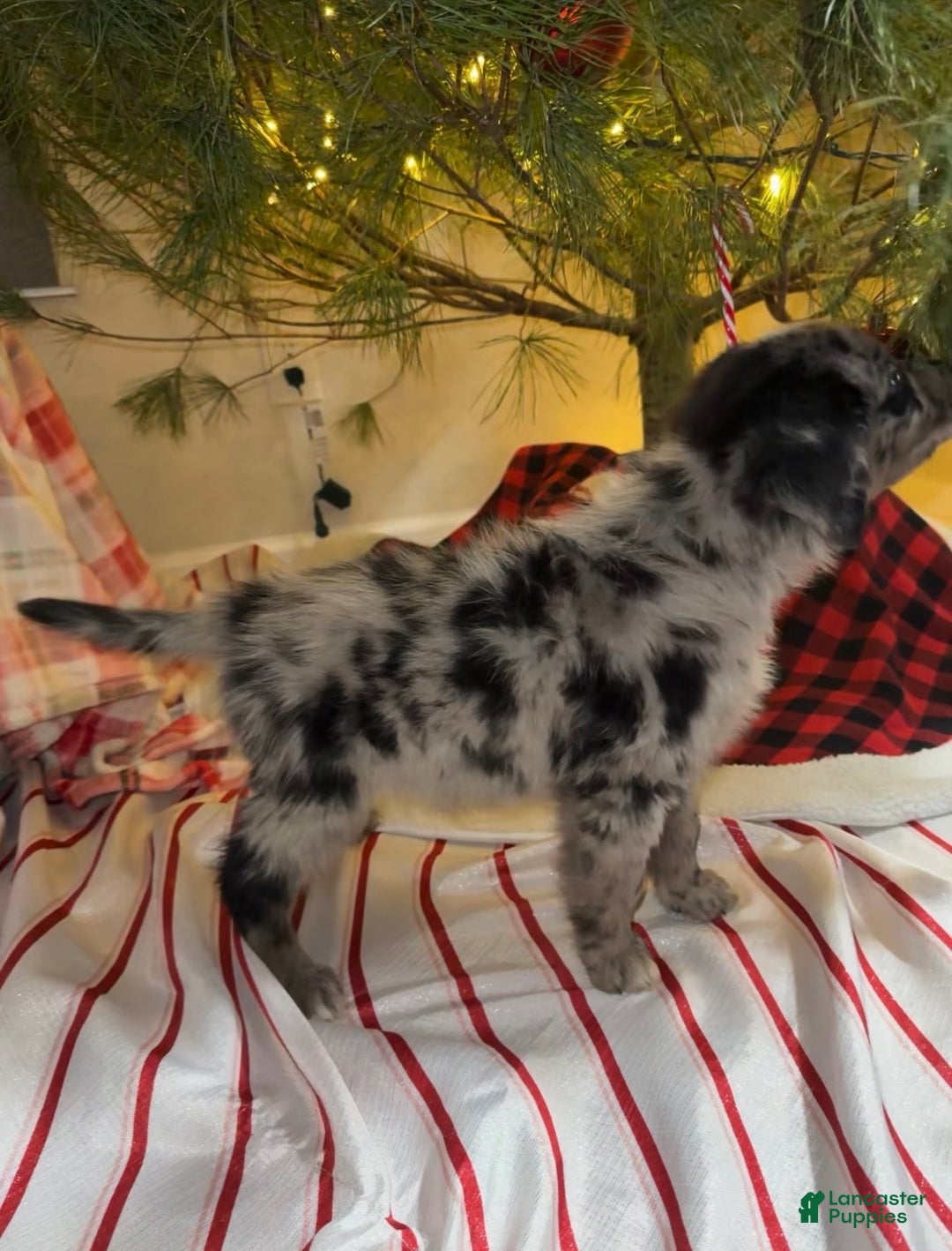 Mixed Breed dogs for sale: Chocolate Chip “Chip” - Ad 3