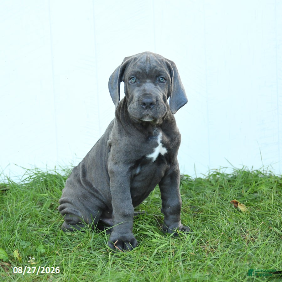 Cane Corso dogs Riggs - Ad 1