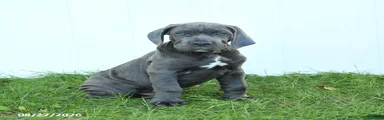Riggs