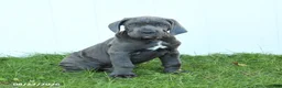 Cane Corso dogs for sale: Riggs - Ad 1