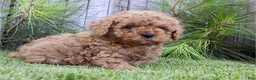 Miniature Poodle dogs for sale: Miniature Poodle 1 - Ad 1