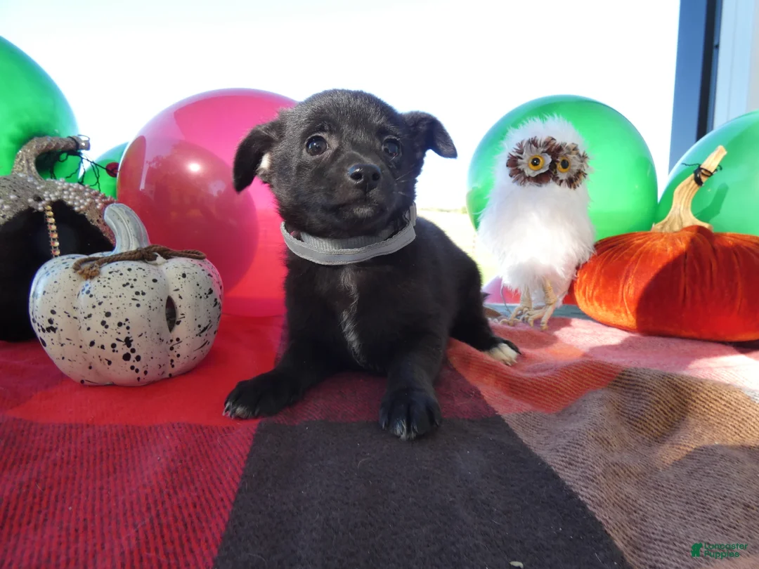 Chihuahua dogs for sale: Chihuahua 1 Tia - Ad 5