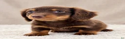 Miniature Dachshund dogs for sale: Miniature Dachshund 5 - Ad 3