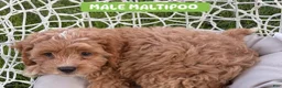 Maltipoo dogs for sale: Maltipoo 1 - Ad 3