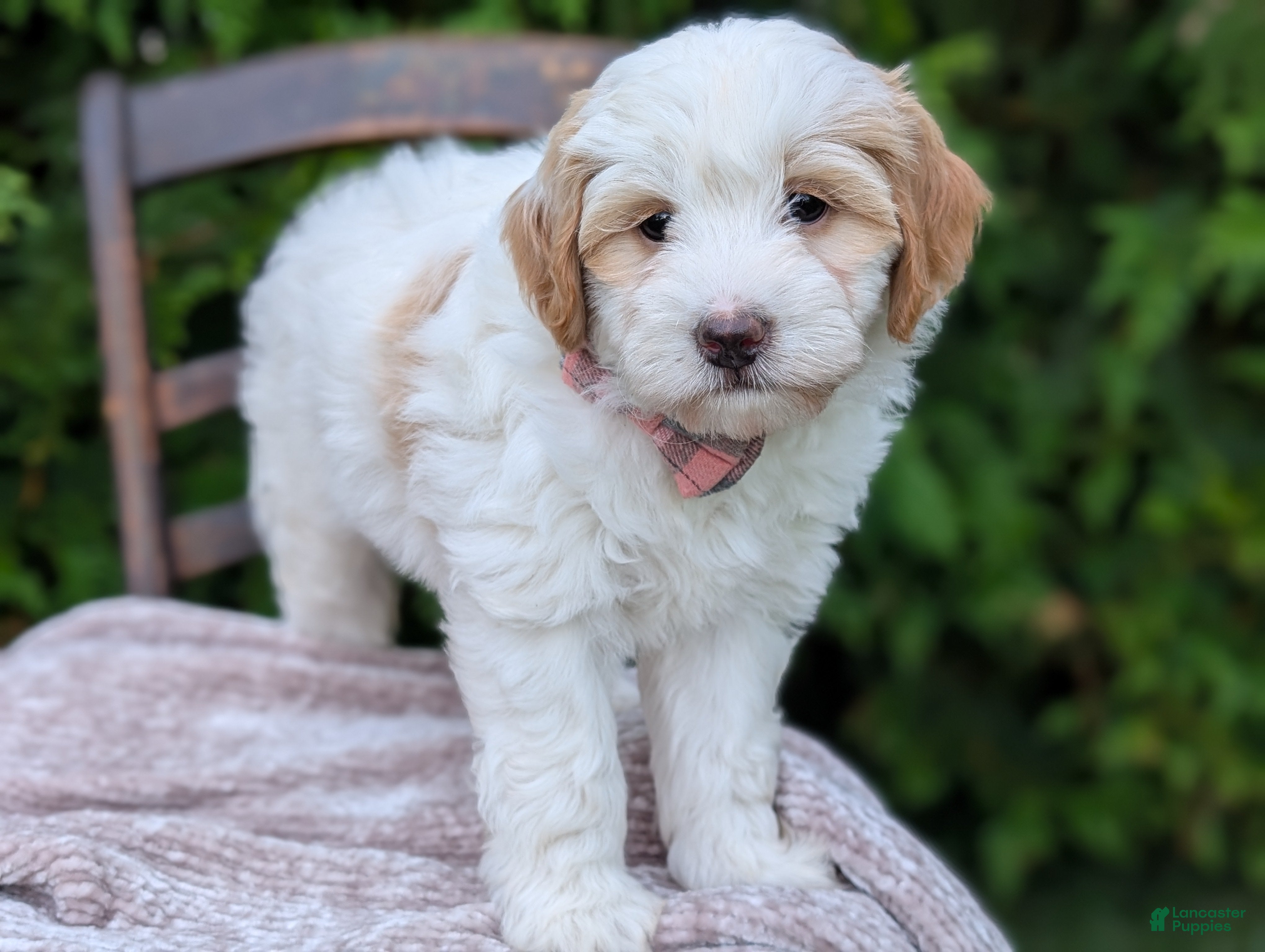 Mini Goldendoodle dogs Lilly - Ad 2
