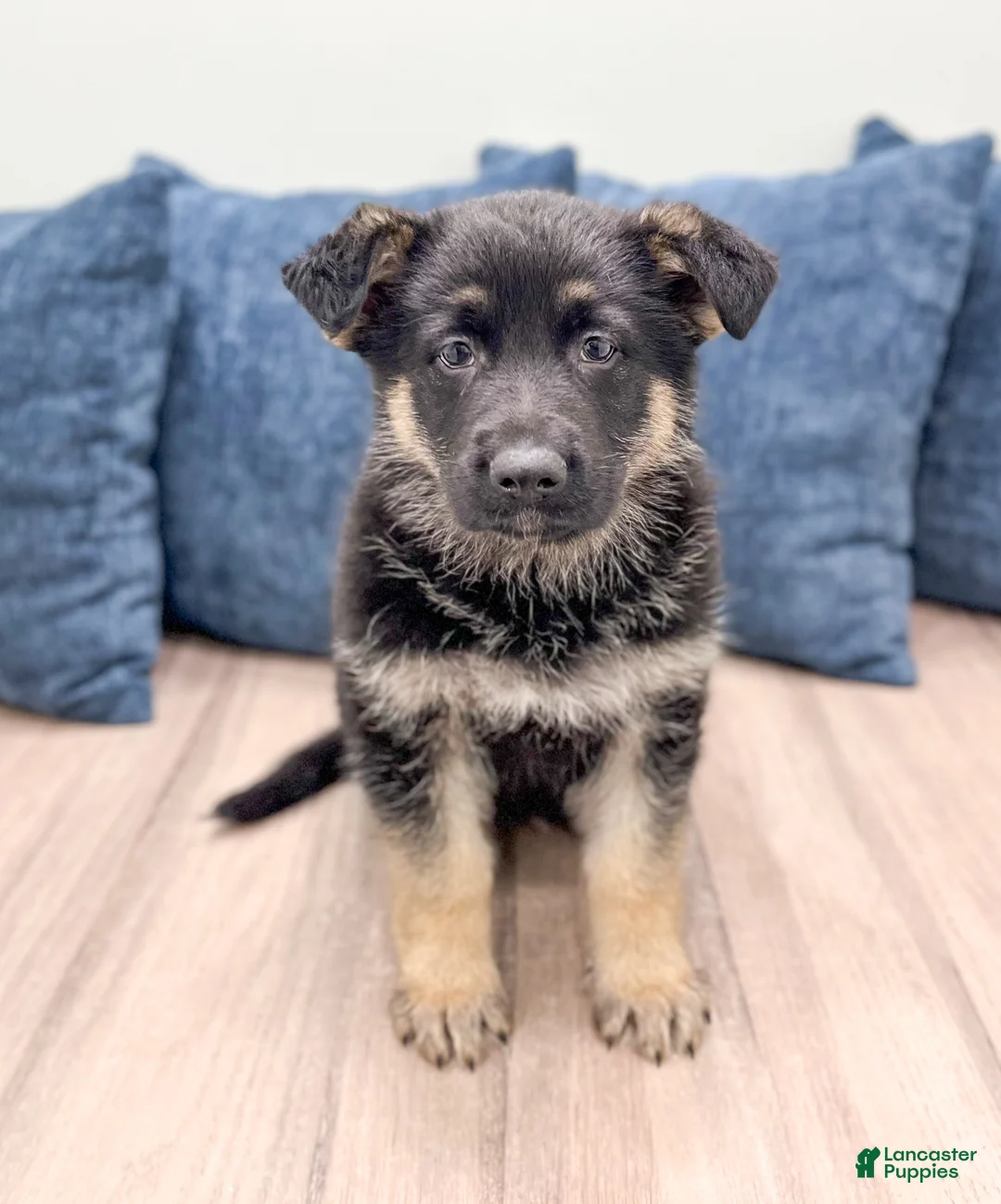 German Shepherd dogs for sale: Bennet - Ad 1