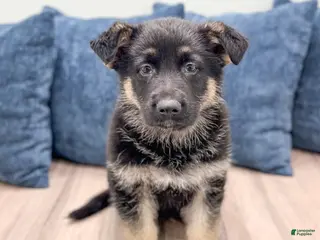 German Shepherd dogs for sale: Bennet - Ad 1