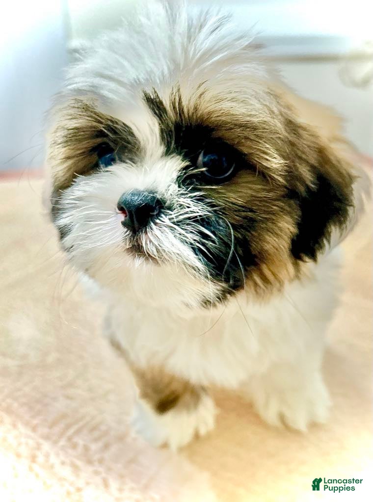 Shih Tzu dogs Liz - Ad 24
