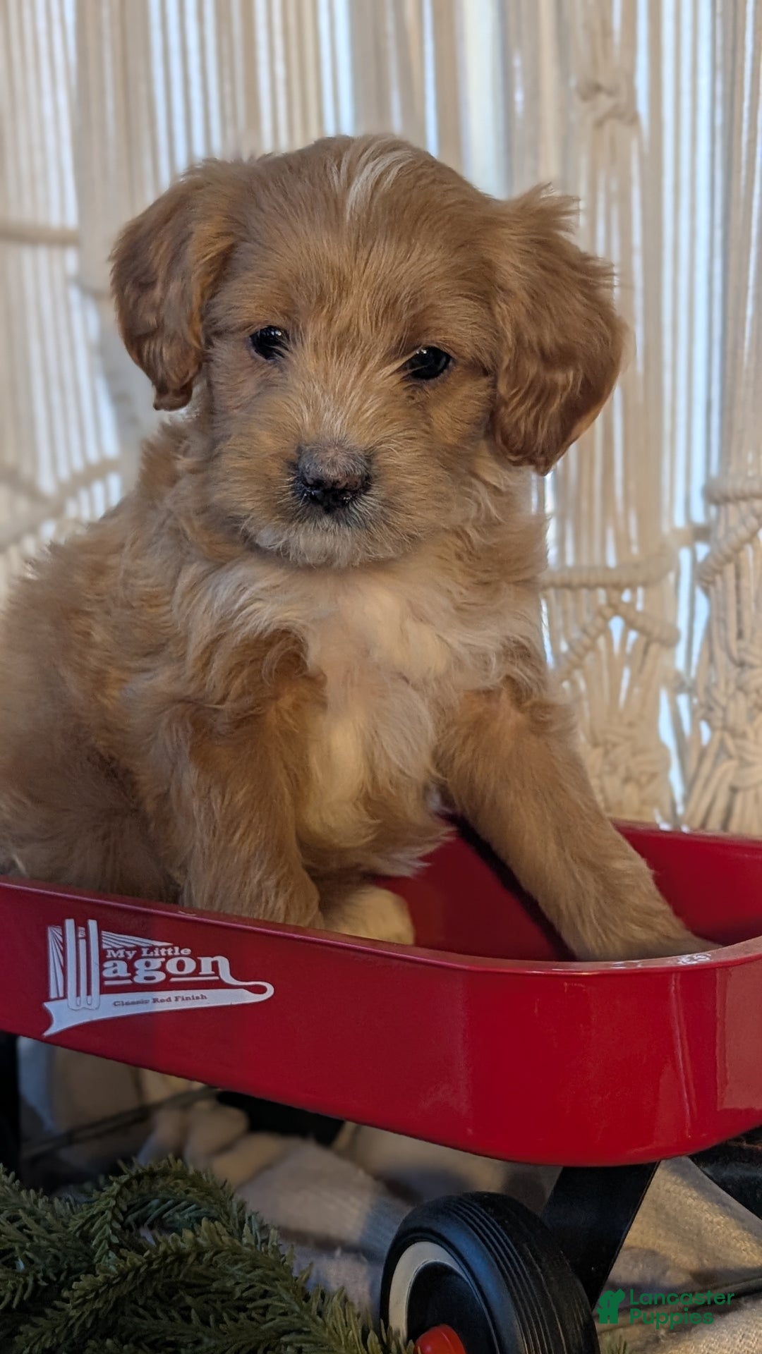 Cavapoo dogs for sale: Axel  - Ad 3