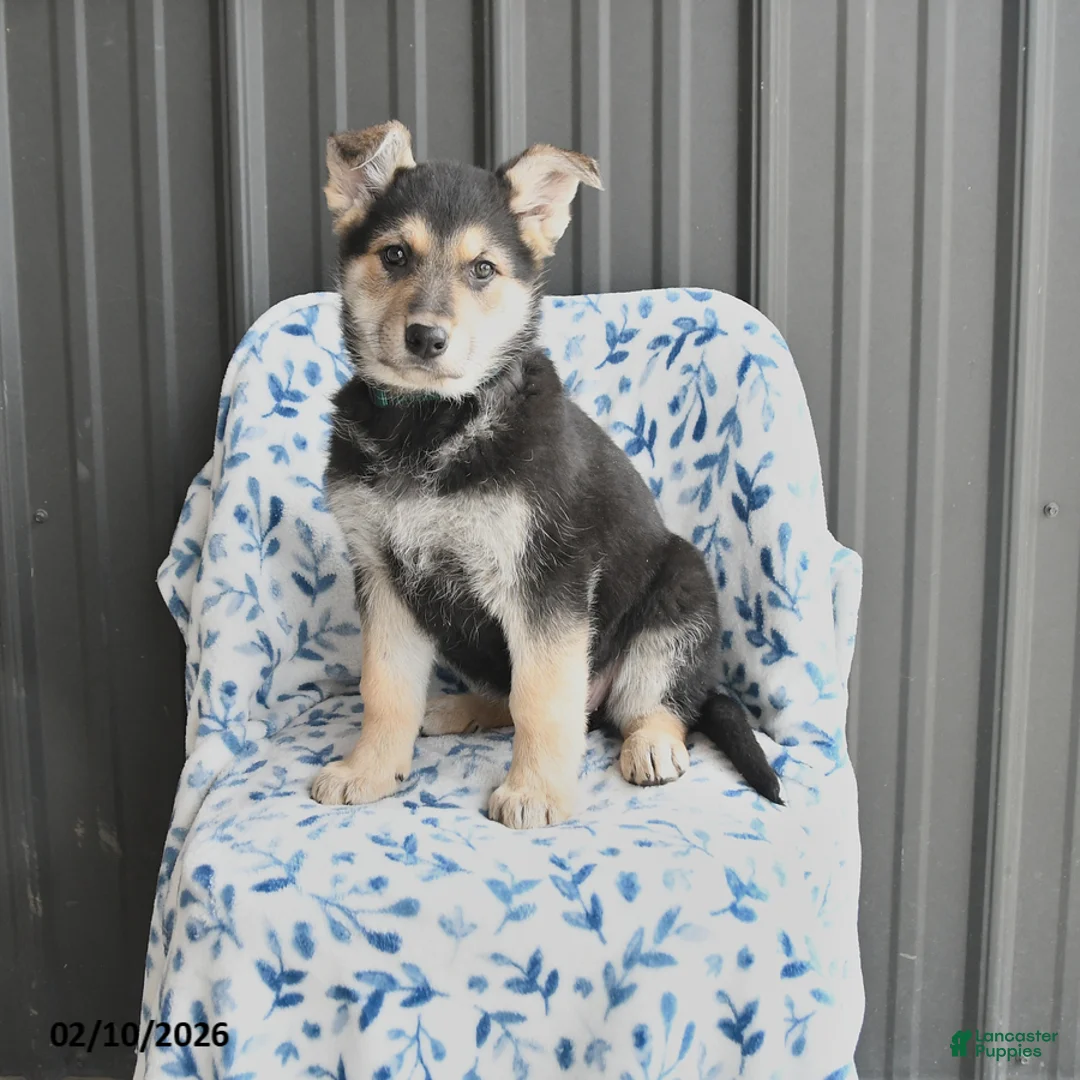 German Shepherd dogs for sale: Valerie - Ad 1