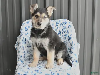 German Shepherd dogs for sale: Valerie - Ad 4