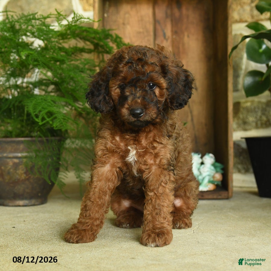 Cavapoo dogs Jupiter - Ad 2