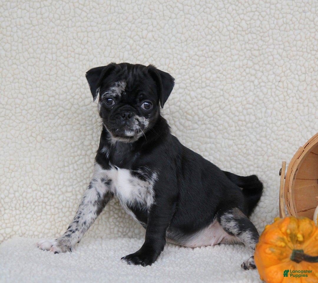 Mix Black Pug And Jack Russell Terrier Mix Missy For Sale In