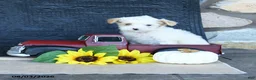 Maltipoo dogs for sale: Dixie - Ad 3