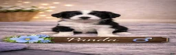 Mixed Breed dogs for sale: Panda - Ad 1