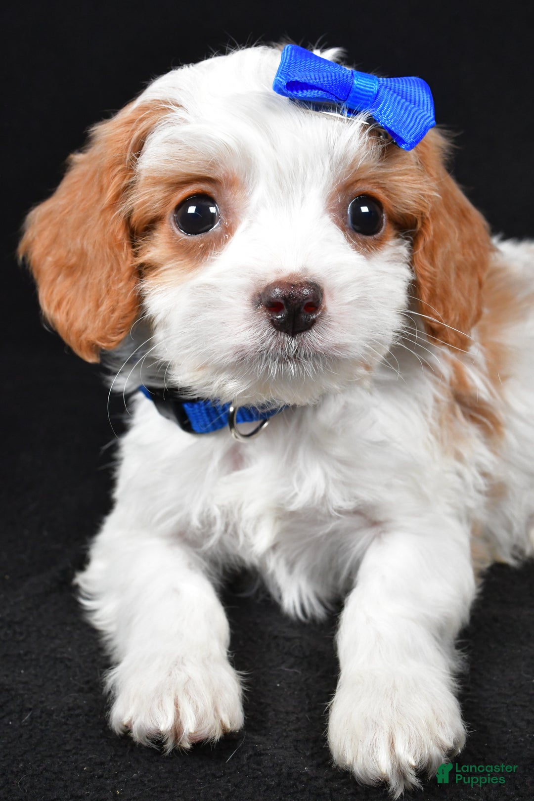 Cavapoo dogs for sale: Eddie - Ad 5
