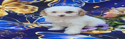 Cavapoo dogs for sale: Coral - Ad 4