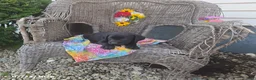 Labrador Retriever dogs for sale: Kayla - Ad 4