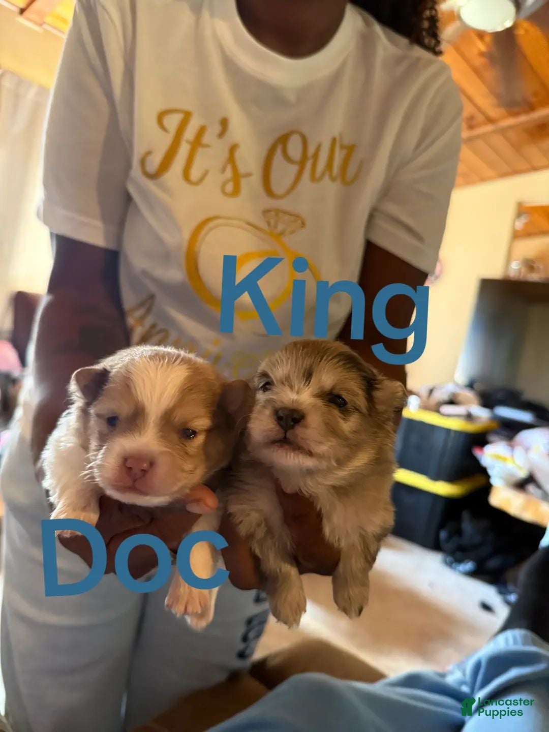 Pomeranian dogs Doc  - Ad 4