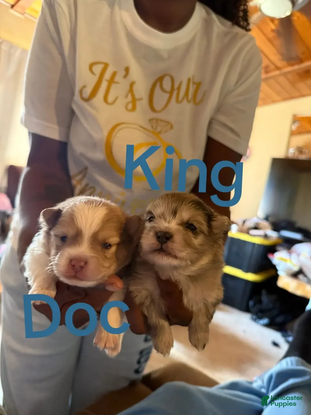 Pomeranian dogs for sale: Doc  - Ad 1