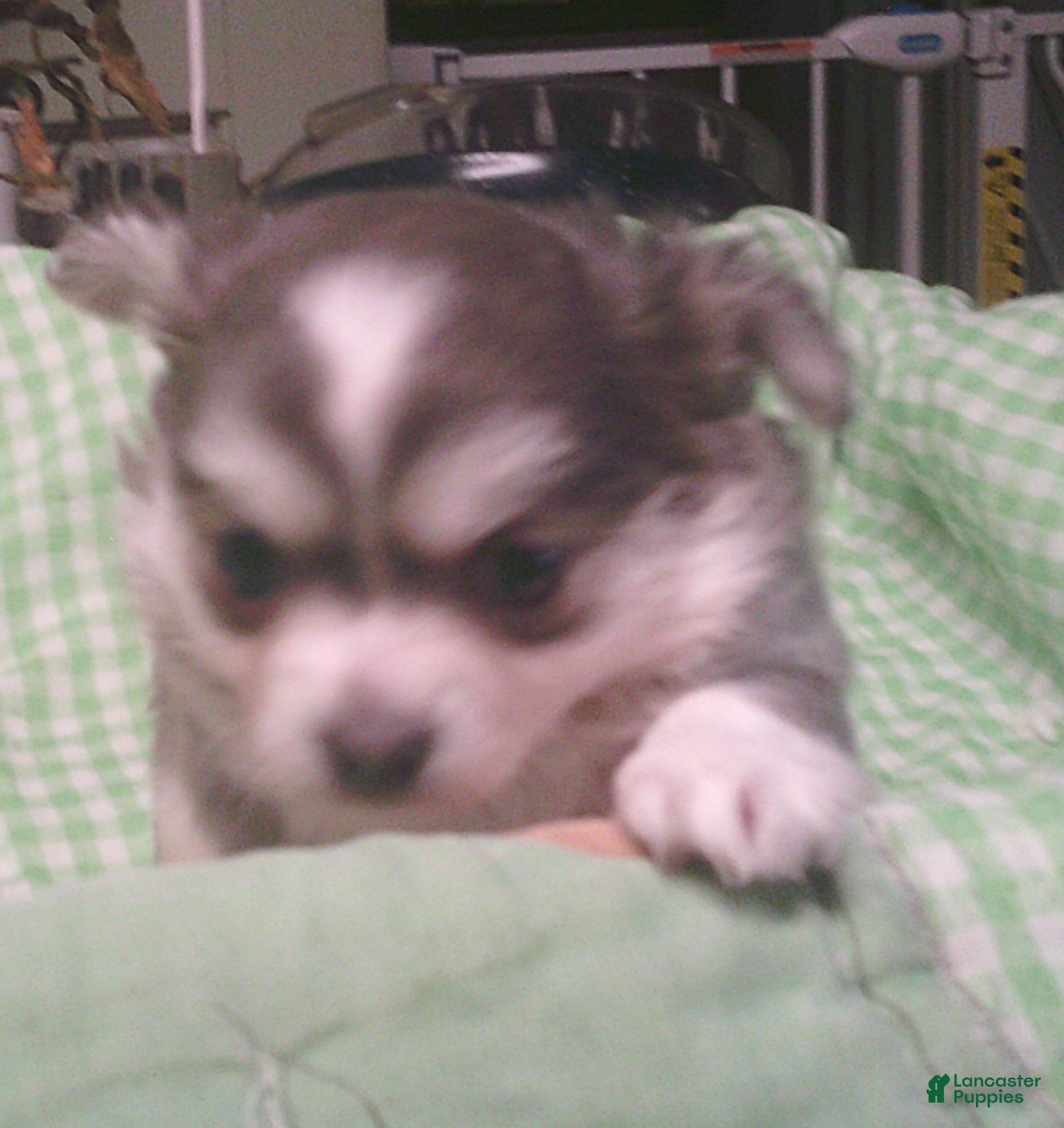 Chihuahua dogs for sale: Smoke - Ad 2