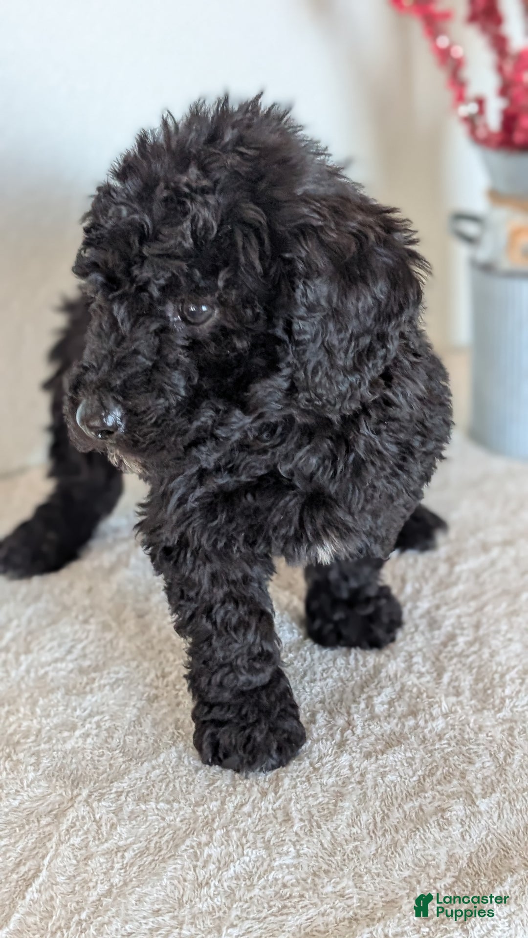 Mini Bernedoodle dogs for sale: Vince - Ad 4