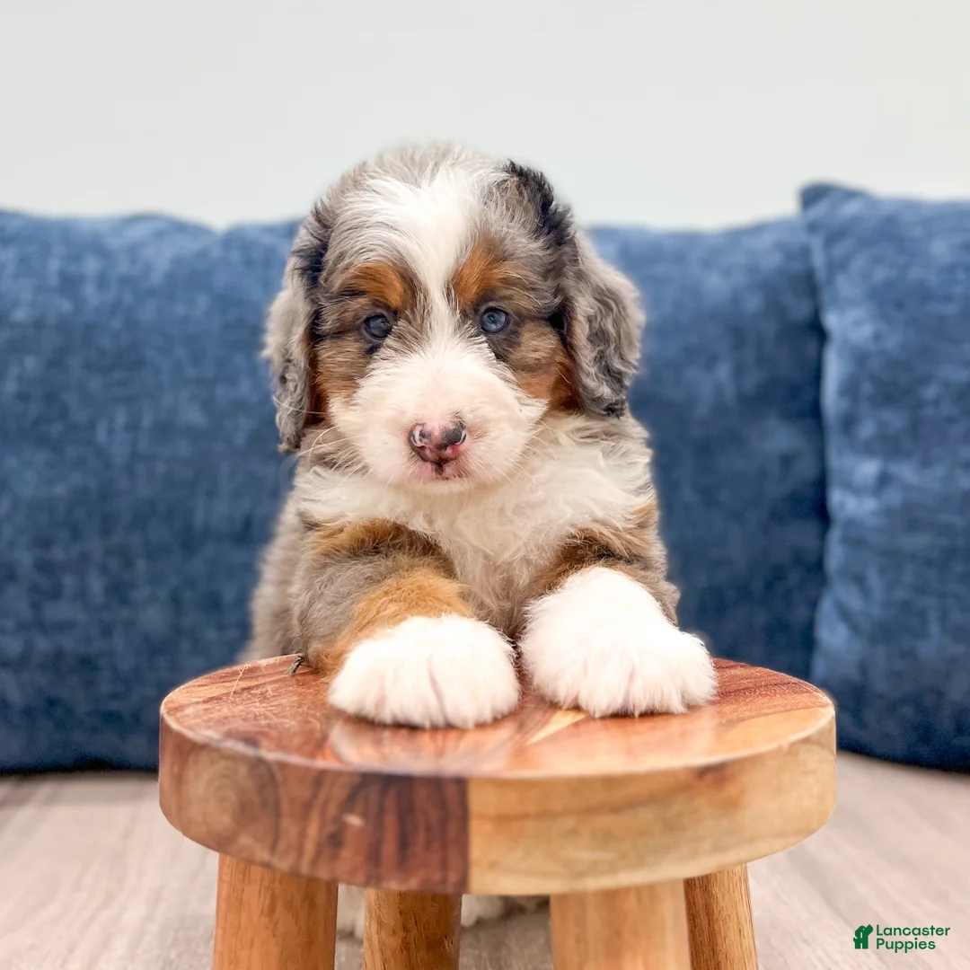 Mini Bernedoodle dogs for sale: Sadie - Ad 2