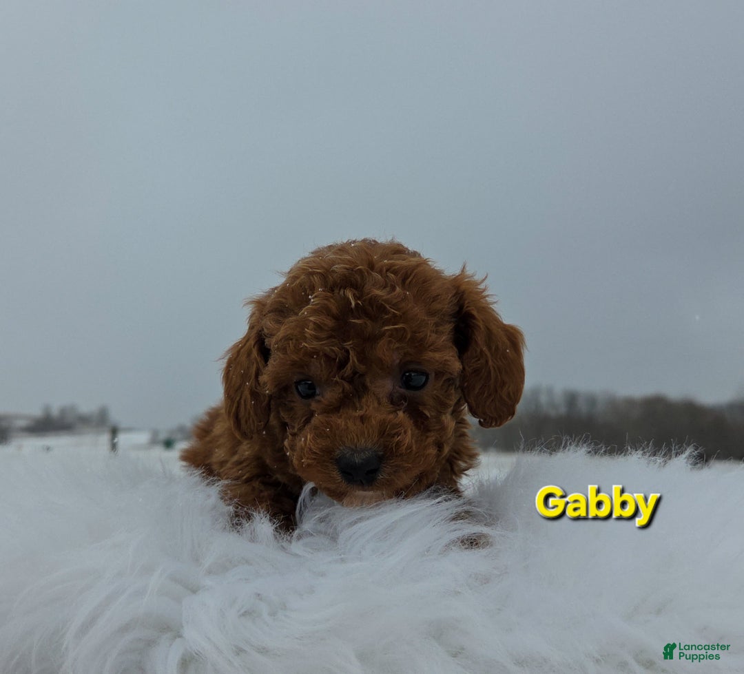 Miniature Poodle dogs for sale: Gabby - Ad 6