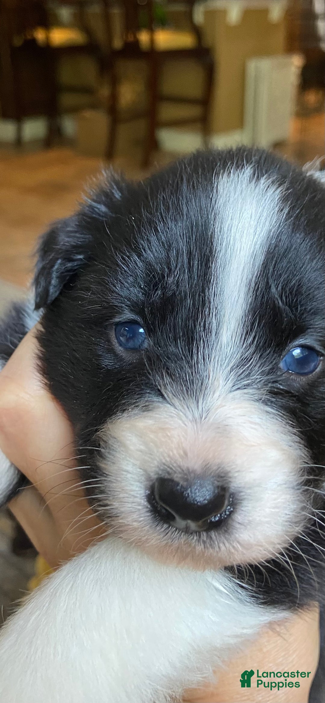 Mixed Breed dogs for sale: Mixed Breed Puppy 3 - Ad 2