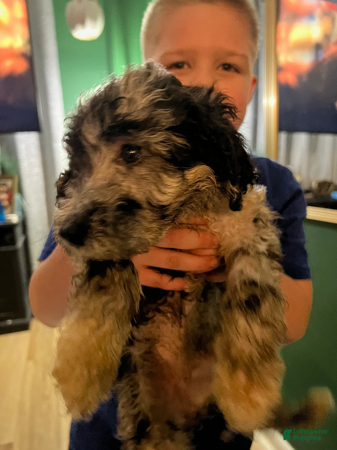 Standard Poodle dogs for sale: Standard Poodle Puppy 8 - Ad 2