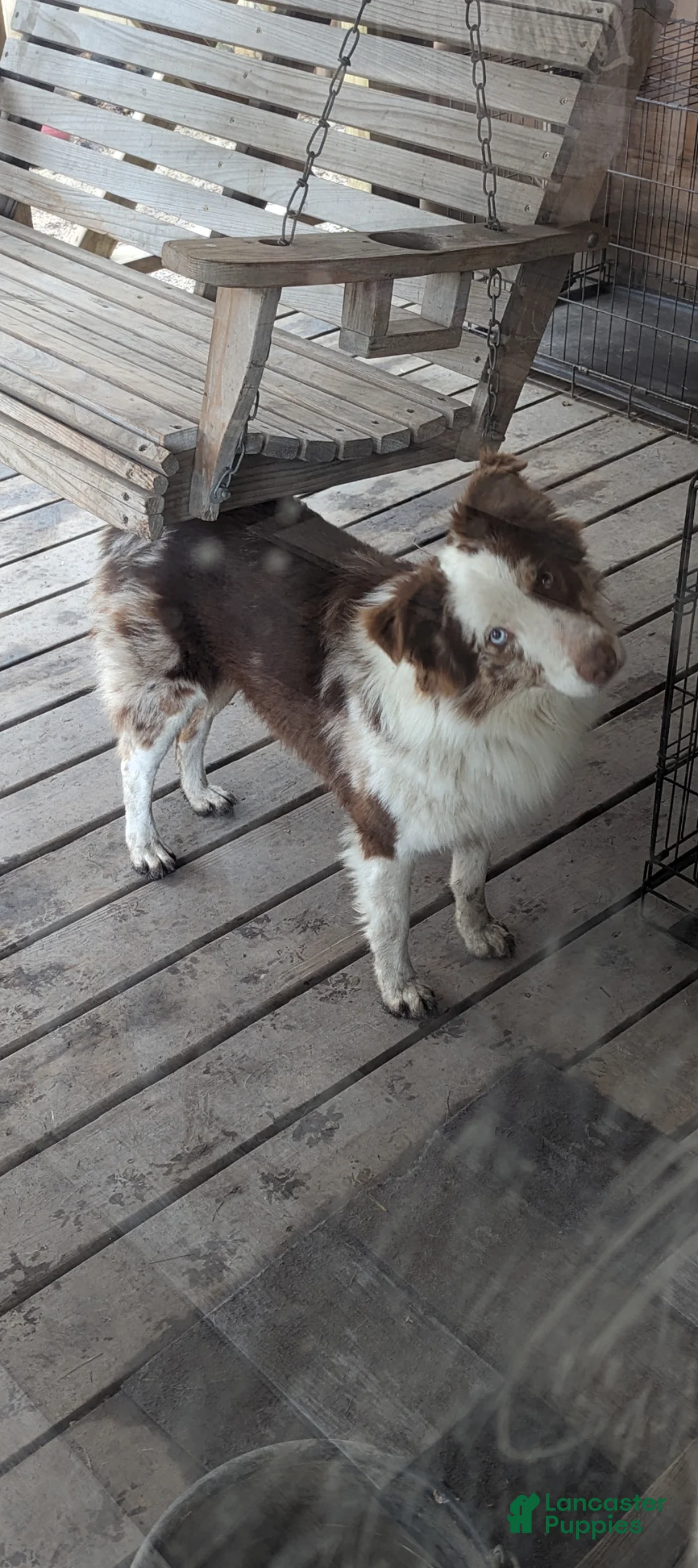 Australian Shepherd dogs for sale: Australian Shepherd Puppy 1 - Ad 8