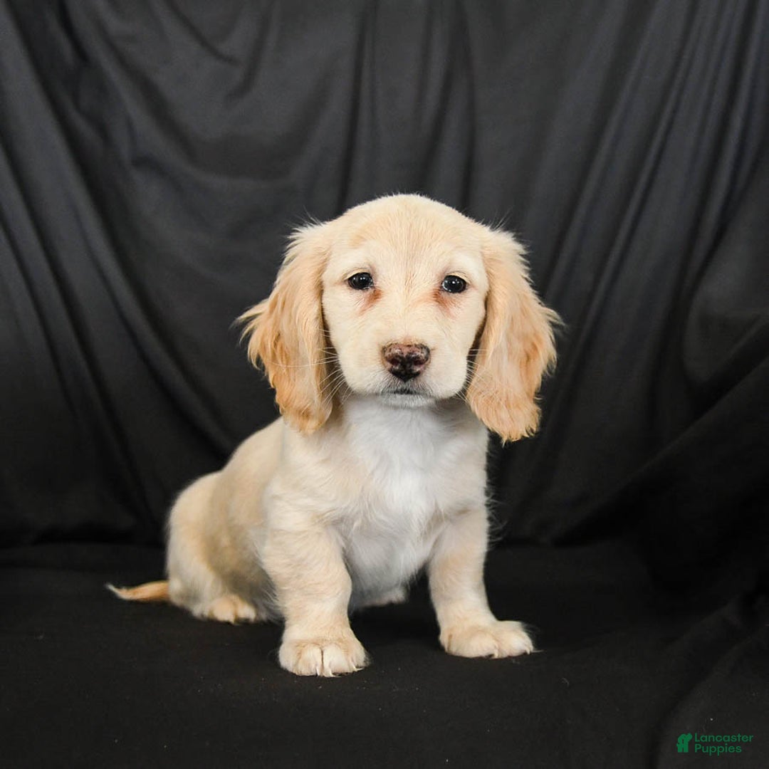 Miniature Dachshund dogs for sale: Wiggles - Ad 1