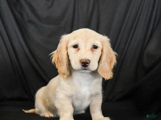 Miniature Dachshund dogs Wiggles - Ad 22