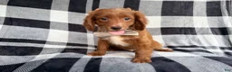 Cavapoo dogs for sale: Royal - Ad 1