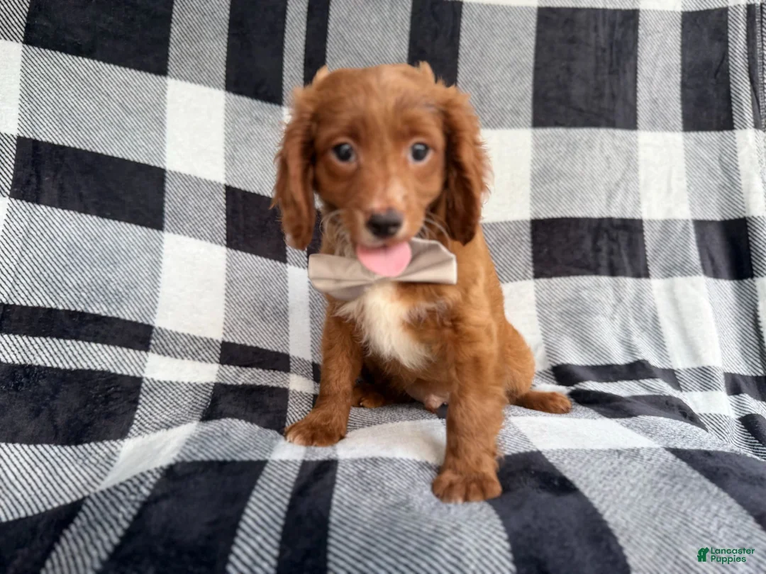 Cavapoo dogs for sale: Royal - Ad 1