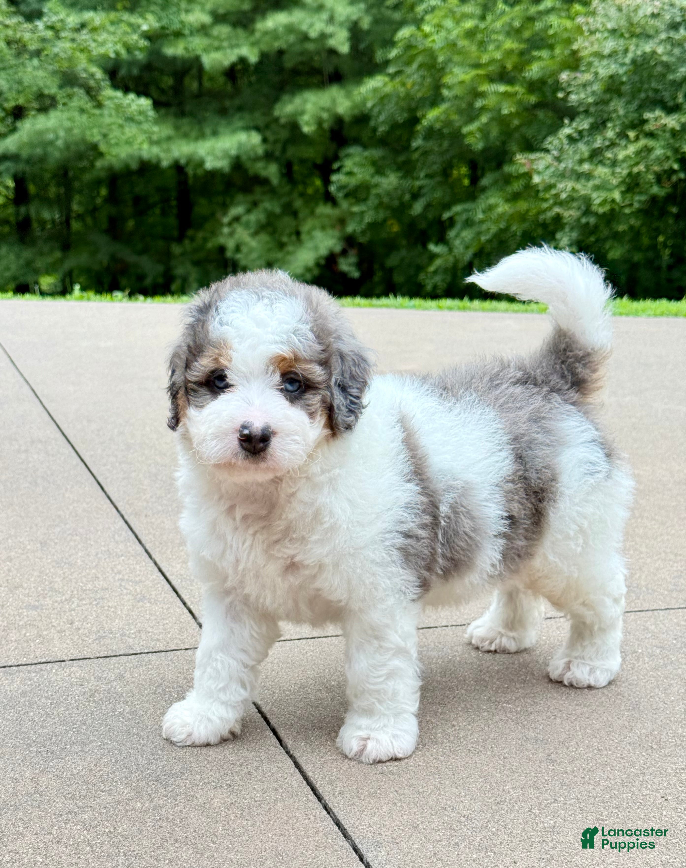 Mini Bernedoodle dogs Enzo   (F1b) ♥️ - Ad 2